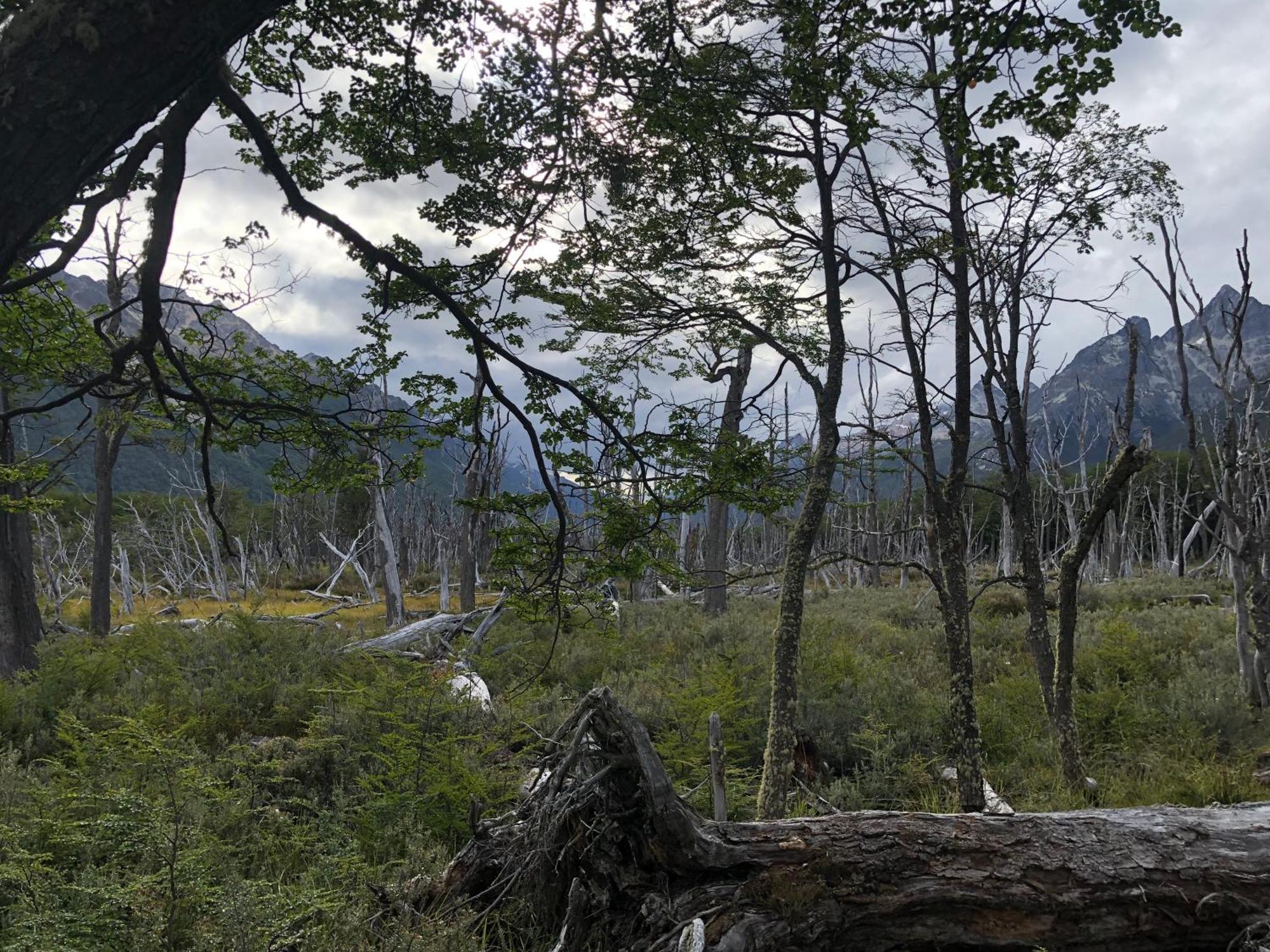 Mirando Al Canal Ushuaia Exteriör bild